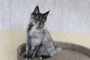 Photo №2 to announcement № 1843 for the sale of maine coon - buy in Russian Federation from nursery