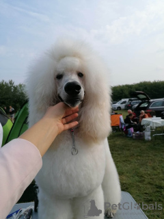 Photo №1. poodle (dwarf) - for sale in the city of Belgrade | negotiated | Announcement № 52895