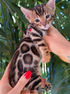 Photo №1. bengal cat - for sale in the city of Bremen | negotiated | Announcement № 176451