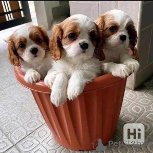 Photo №1. cavalier king charles spaniel - for sale in the city of Berlin | negotiated | Announcement № 164630