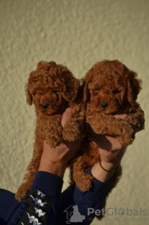 Additional photos: Mini Poodle, red and apricot colors