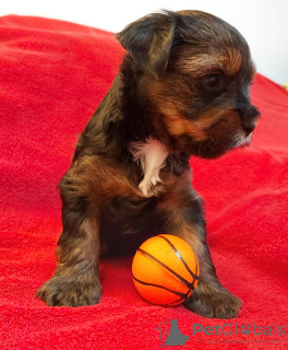 Photo №1. yorkshire terrier - for sale in the city of Nuremberg | 1144$ | Announcement № 20725