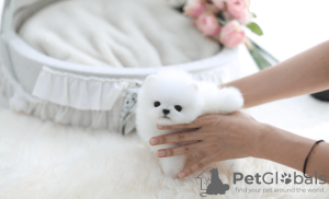 Photo №1. pomeranian - for sale in the city of Prague | Is free | Announcement № 104004