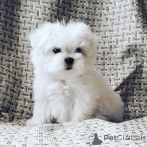 Photo №3. Maltese available for rehoming and adoption. Spain