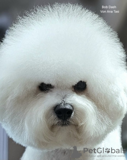 Photo №3. Bichon Frize (Curly Bichon) top male. Serbia