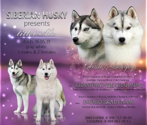 Additional photos: Offered for sale Husky puppies