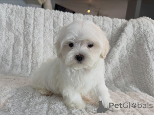 Photo №2 to announcement № 177769 for the sale of maltese dog - buy in Netherlands private announcement