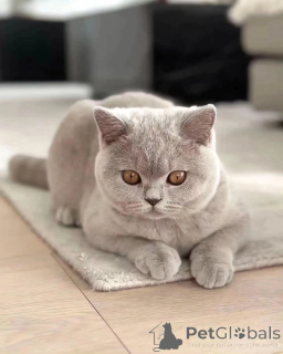 Photo №1. british shorthair - for sale in the city of Larochett | negotiated | Announcement № 155687