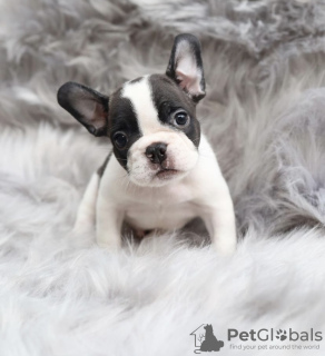 Photo №4. I will sell french bulldog in the city of Woltersdorf. private announcement, from nursery, from the shelter - price - Is free