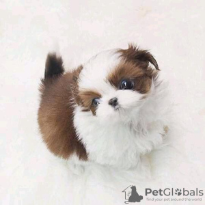 Photo №1. shih tzu - for sale in the city of Baltimore | 450$ | Announcement № 56354