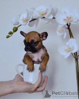 Photo №2 to announcement № 45494 for the sale of french bulldog - buy in Serbia private announcement