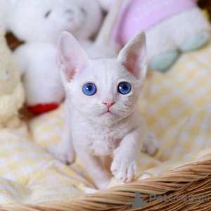 Photo №2 to announcement № 158646 for the sale of devon rex - buy in France private announcement