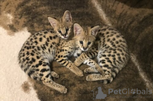 Photo №1. savannah cat - for sale in the city of Бреда | 845$ | Announcement № 54913