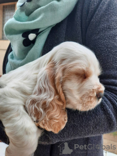 Additional photos: English Cocker Spaniel puppies