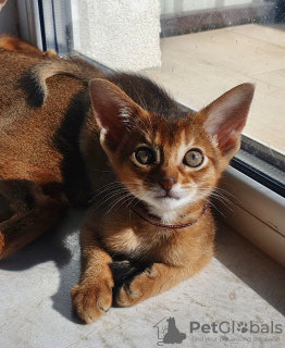 Photo №1. abyssinian cat - for sale in the city of Greer | 2000$ | Announcement № 4625