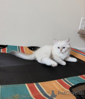 Photo №4. I will sell siberian cat in the city of Ensuede. breeder - price - negotiated