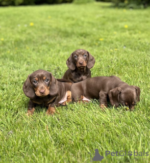 Photo №1. dachshund - for sale in the city of Франкфурт-на-Майне | 317$ | Announcement № 103511