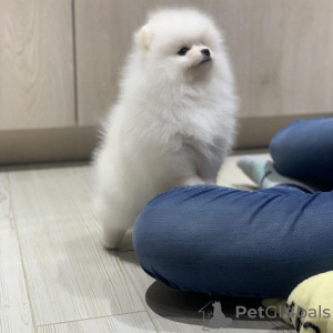 Photo №3. Wonderful Pomeranian puppies. Germany