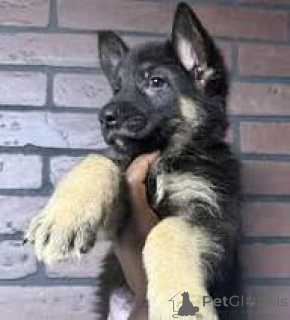 Photo №1. german shepherd - for sale in the city of Paris | 1032$ | Announcement № 166728