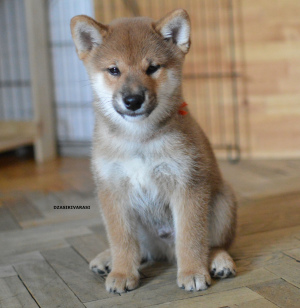 Photo №1. shiba inu - for sale in the city of Moscow | Negotiated | Announcement № 1546