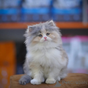 Photo №1. persian cat - for sale in the city of Bremen | negotiated | Announcement № 165629