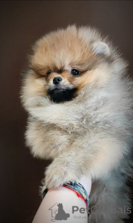 Additional photos: Pomeranian Spitz, puppies.