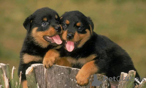 Photo №2 to announcement № 70360 for the sale of rottweiler - buy in Sweden breeder