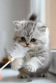 Photo №2 to announcement № 171093 for the sale of siberian cat - buy in Sweden breeder
