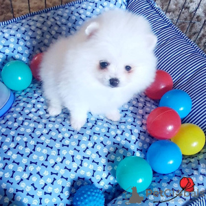 Photo №4. I will sell pomeranian in the city of Rostock. private announcement - price - 350$