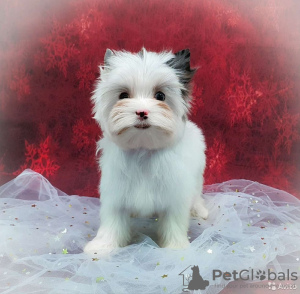 Photo №2 to announcement № 8352 for the sale of yorkshire terrier - buy in Russian Federation private announcement