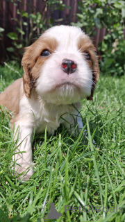 Photo №2 to announcement № 174756 for the sale of american cocker spaniel, english cocker spaniel, english springer spaniel, welsh springer spaniel, irish water spaniel, spanish water dog, cavalier king charles spaniel, cavalier king charles spaniel, clumber spaniel, russian spaniel, tibetan spaniel - buy in Latvia private announcement, from nursery, breeder