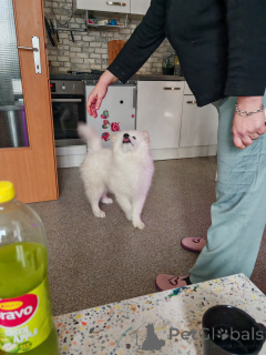 Photo №4. I will sell samoyed dog in the city of Weiz. private announcement - price - 753$