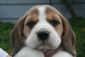 Photo №1. beagle - for sale in the city of Orsha | 400$ | Announcement № 2305
