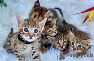 Photo №1. sphynx cat - for sale in the city of LARNACA | negotiated | Announcement № 174862