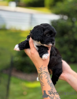 Photo №4. I will sell cavalier king charles spaniel in the city of Florida. breeder - price - negotiated