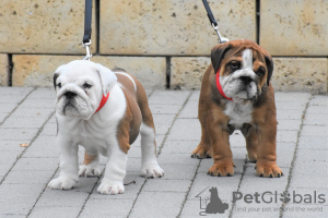 Photo №2 to announcement № 20643 for the sale of english bulldog - buy in Hungary breeder