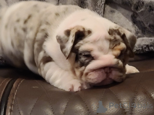 Photo №2 to announcement № 139929 for the sale of english bulldog - buy in Germany private announcement