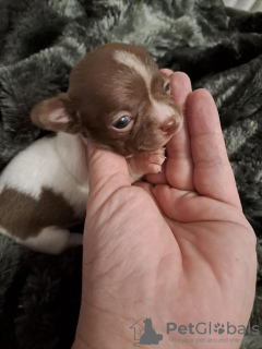 Photo №2 to announcement № 125850 for the sale of chihuahua - buy in Serbia breeder