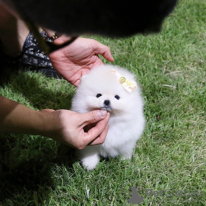 Photo №3. Pomeranian puppies. Germany