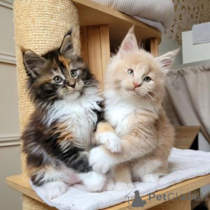 Photo №1. maine coon - for sale in the city of Benfica | negotiated | Announcement № 173066