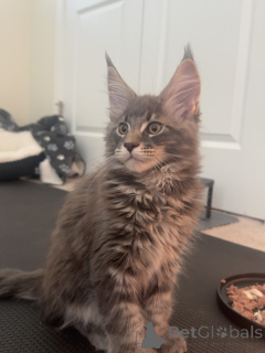 Photo №2 to announcement № 177856 for the sale of maine coon - buy in Czech Republic breeder