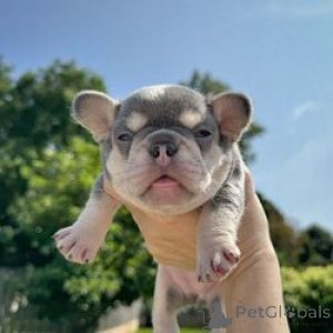 Photo №3. French Bulldog puppies. Estonia