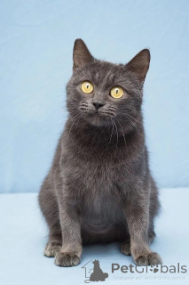 Photo №2 to announcement № 138924 for the sale of  - buy in Russian Federation 