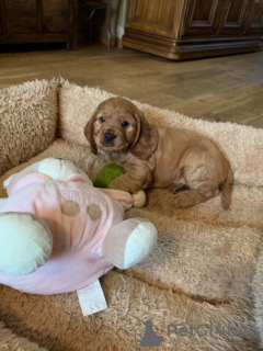 Photo №3. Tested American Cocker Spaniel puppies for Adoption. Netherlands