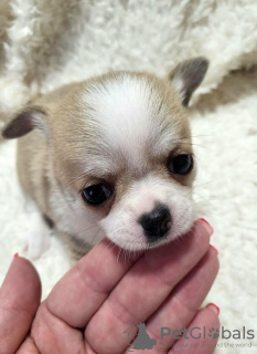 Additional photos: Chihuahua puppies