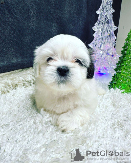 Photo №1. shih tzu - for sale in the city of Дрезден | negotiated | Announcement № 44776