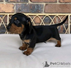 Photo №3. Cute Dachshund puppies available now for adoption. Germany