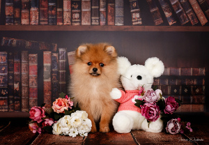 Photo №2 to announcement № 4716 for the sale of pomeranian - buy in Belarus from nursery