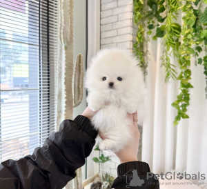 Photo №1. non-pedigree dogs - for sale in the city of Fresno | 317$ | Announcement № 112772