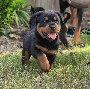 Photo №1. rottweiler - for sale in the city of Vienna | 1032$ | Announcement № 163854